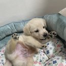 강아지분양 애견분양 꽃강아지 광진점 | 서울애견분양 세심해서 마음에 들었던 컴투펫