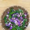 백조명문 이미지