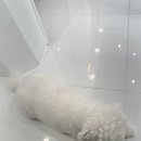 댕그랑댕 이미지