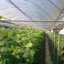 옥분농장 이미지