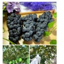 송산포도로 이미지