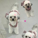 아이뽀 강아지미용실 이미지