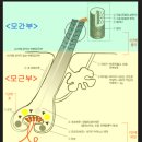 다모란 이미지