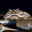 장사항바다향 | 속초 홍게 맛집 / 장사항홍게사랑