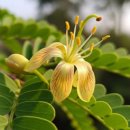 만병통치 이미지