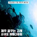 꿈꾸는 고래 | 서귀포 체험다이빙으로 떠나는 바닷속 여행, SSI 다이빙 제주꿈꾸는고래
