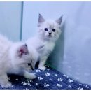 용산-이촌-199 이미지