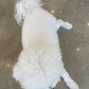 백년불보쌈월롱야식 | 한국이 싫어서 영화 관람 후기 장녀의 삶 부모 정신병 정신과 진료
