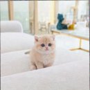 먼치킨 | 일산서구먼치킨고양이분양 브리티쉬먼치킨 후기