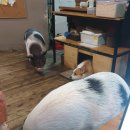 돼지두마리 이미지