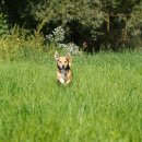 송현동 강아지 이미지