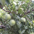 김한식농장 이미지