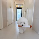 딩굴댕굴 애견호텔 유치원 이미지