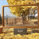 곡교천 은행나무길 이미지