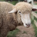 황우목장 이미지