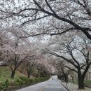비내리는 충주호 벚꽃길 2021년 4월 3일 토요일 이미지