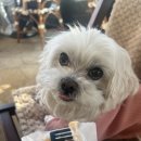 더조은치킨 | 강아지 간식 추천 더조은 통살큐브 치킨 I 기호성 좋은 간식 후기