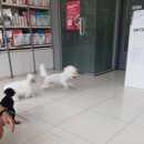 ♡사랑스런 반려견들♡ 이미지
