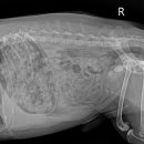 나아라 동물병원 이미지