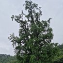 천과나무 이미지