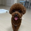 퍼피쌀롱 | 대구강아지미용 말티푸곰돌이컷 퍼피쌀롱 후기