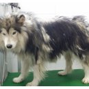 총각네애견 이미지