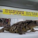 복두꺼비 이미지