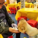 2025 경포 벚꽃 잔치 | 강릉 벚꽃축제 벚꽃명소 경포! 벚꽃핑 애견 동반 여행 후기