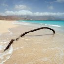 세계의 명소와 풍물 - 예멘, 소코트라섬(Socotra Island) 이미지