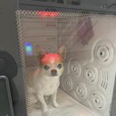 데이즈몽 애견미용샵 이미지