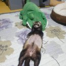 이제찬 | [페럿]8월 봉사후기