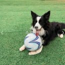 삼육사로 | 동두천 애견카페 소르피아97, 반려견과 함께 즐기는 캠핑, 바베큐장 후기