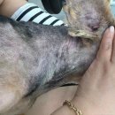 동물병원 All Pets 이미지