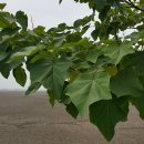 철새보러가는길 이미지