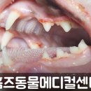 홈즈 동물병원 이미지