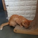 달봉이민박 이미지