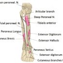 Dorsiflexion에 관해 이미지