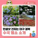 🌺 인생샷 건지는 대구·경북 수국 명소 소개 : ✔수국 개화시기 ✔대구 경북 공원 ✔대구 아이들과 갈만한 곳