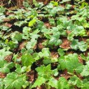 배암농장 이미지