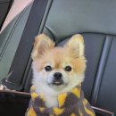 위즈아이어린이집 | &lt;내돈내산/일산 킨텍스&gt; 강아지 관절 깁스 치료, 걱정보다 믿음이 더 커진 위즈동물메디컬센터 후기