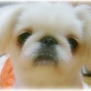 토토페키 이미지