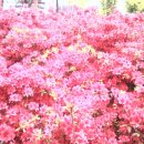 금석농장 이미지