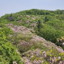 축령산 서리산 등산코스 |한반도 모양의 철쭉군락지를 아시나요? 이미지