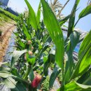 도경농장 이미지