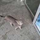 이수도산만디민박 이미지