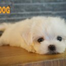 하얀강아지 이미지