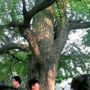 중국 정주, 낙양 소림사 여행기 - 3 이미지