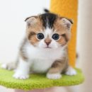 광주강아지분양 고양이분양 미유펫 본점 이미지