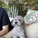 댕댕식당 이미지