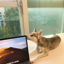 콜드베이켄넬 이미지